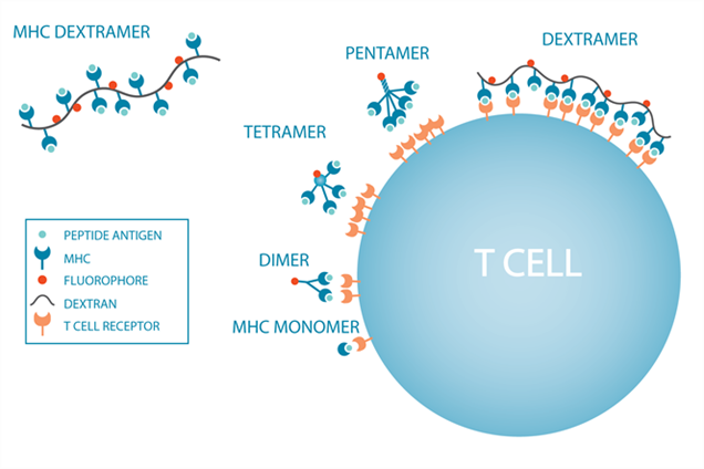 Schematic drawing of MHC multimers binding to T-cell receptors on the surface of a T cell.