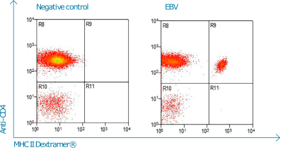 MHC II Dextramer® detects DRB1*0101/EBV-specific T cells in a blood sample via flow cytometry (internal data).
