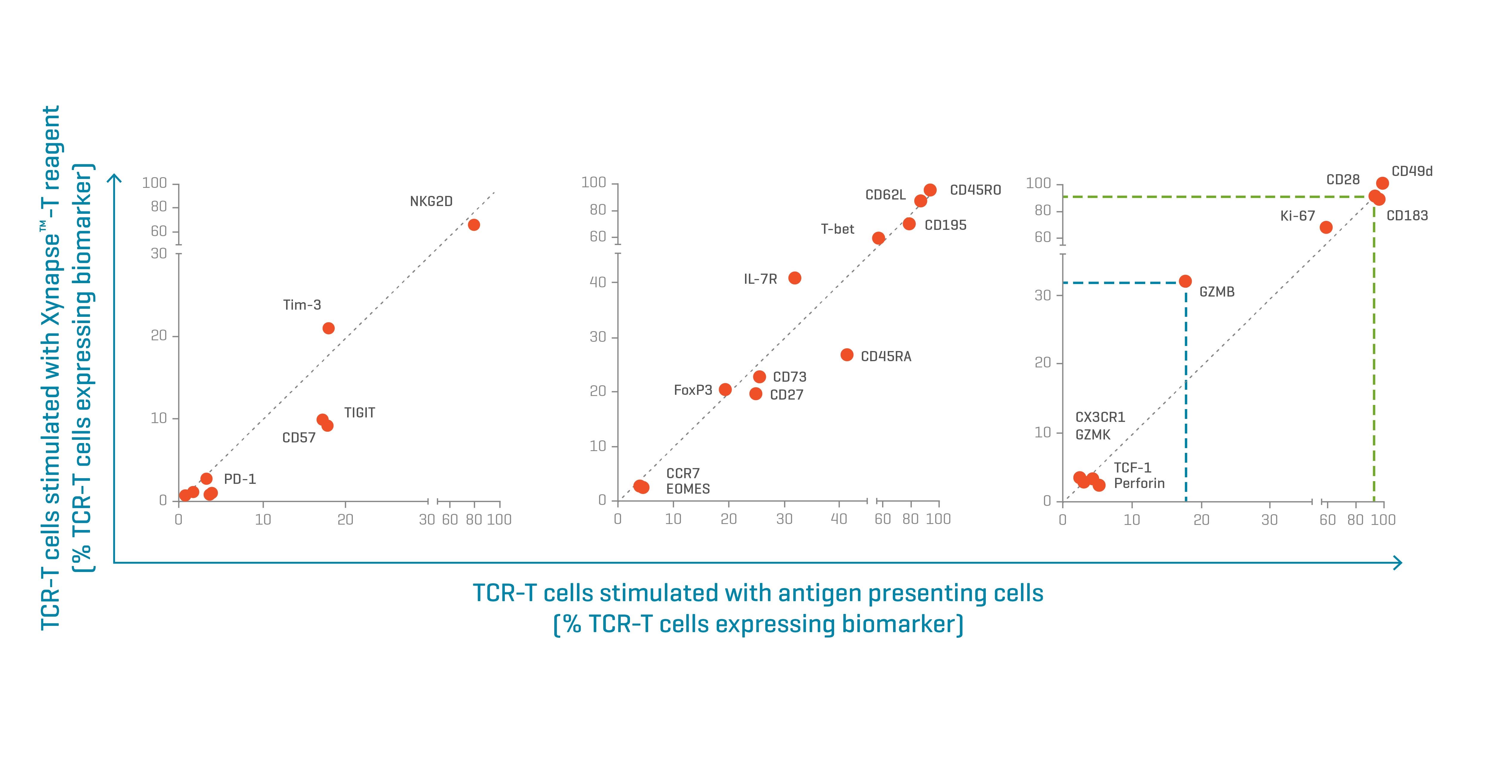 Figure 3. Biomarker expression patterns of TCR-engineered T cells activated with Xynapse™-T reagents resemble those of cells activated by peptide-pulse APCs. Biomarkers with similar expression levels between the two treatments align on the diagonal of each graph. Data kindly provided by collaborator.