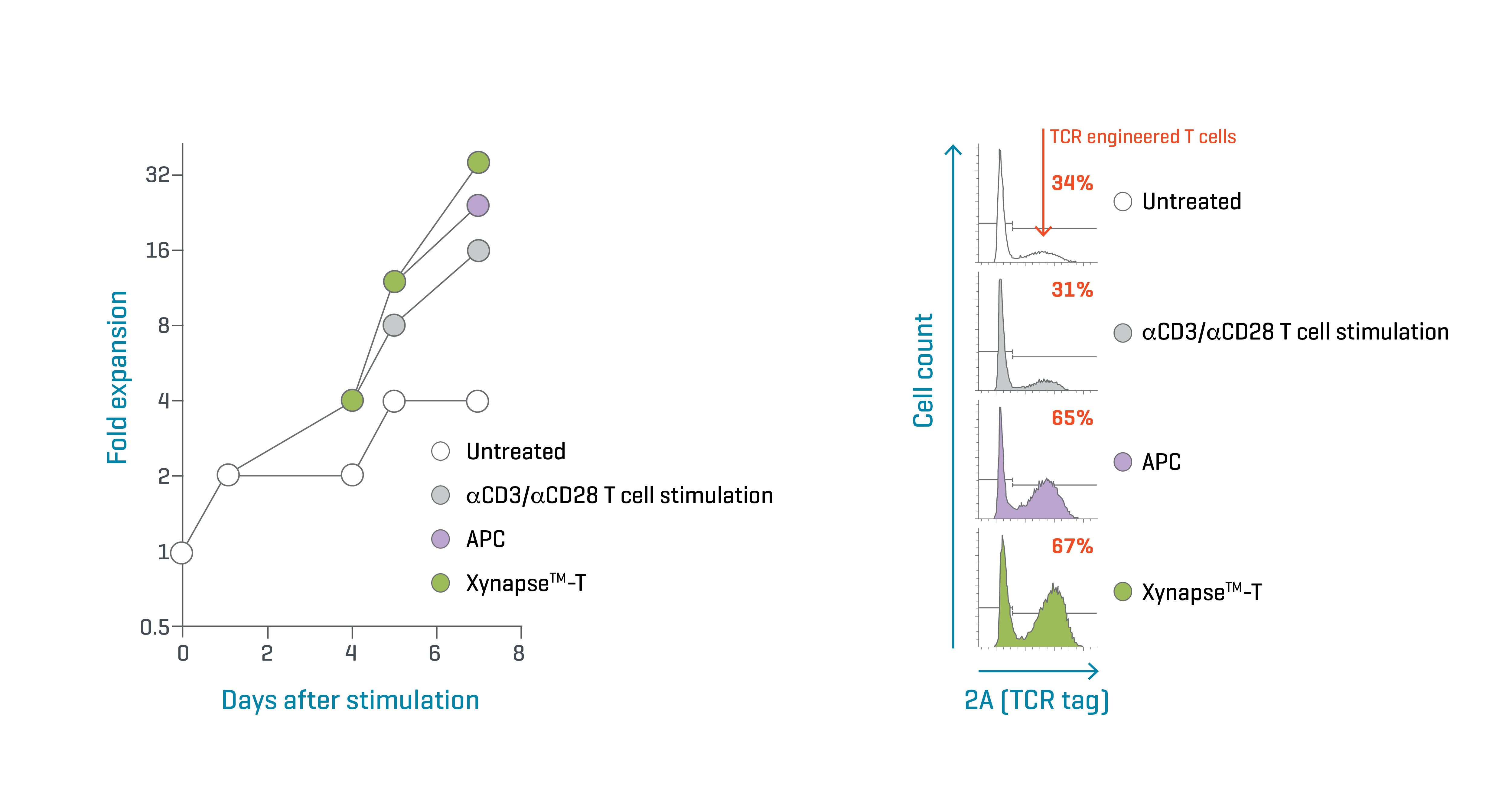 Figure 2. Xynapse™-T reagents efficiently expand and enrich TCR-engineered T cells. Data kindly provided by collaborator.