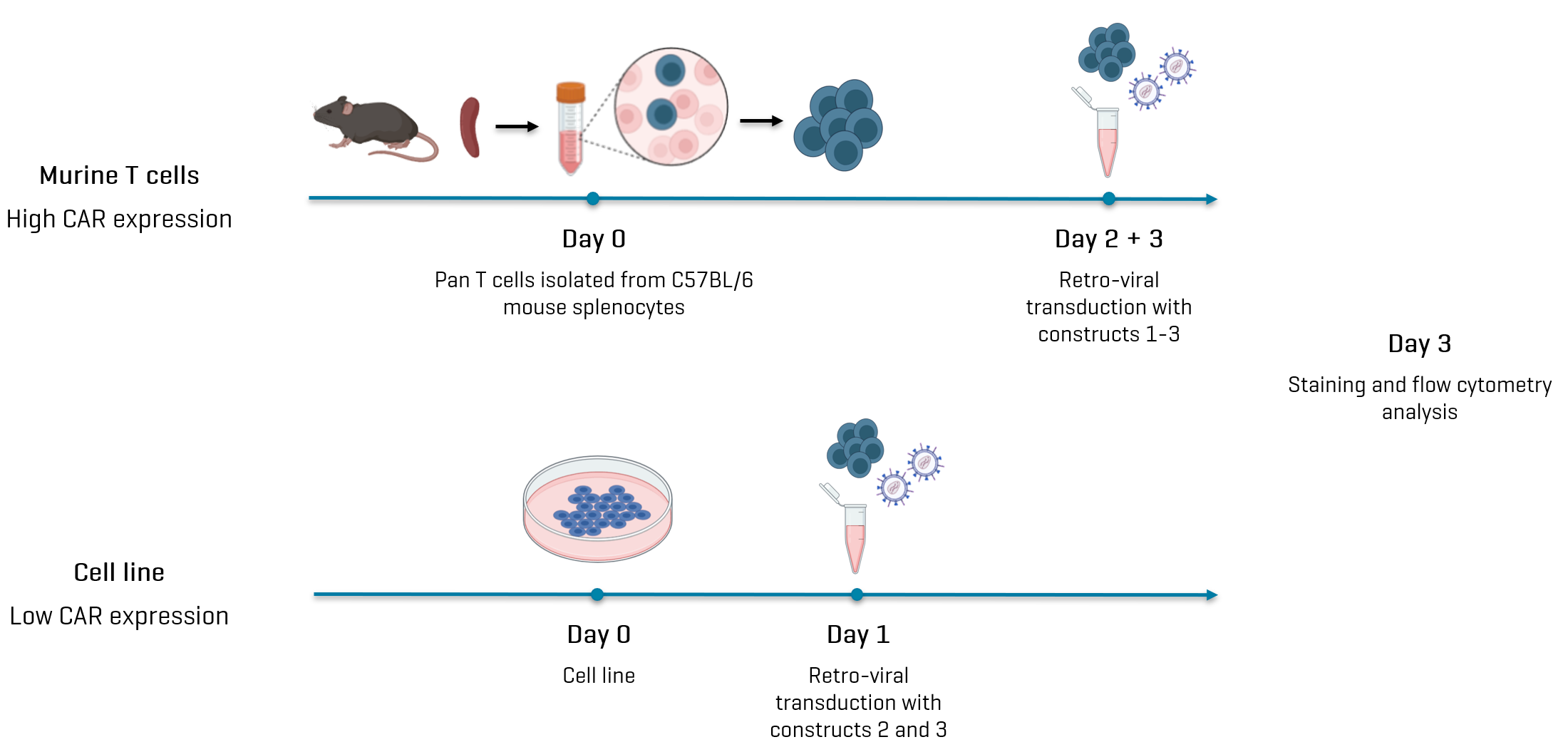 Figure 1. Generating CD19-transduced cells with high and low expression of different CAR constructs. Three different populations of high-expressing cells were generated from murine cells using three different constructs. Two of those constructs were transduced into a cell line to produce low-expressing cells.
